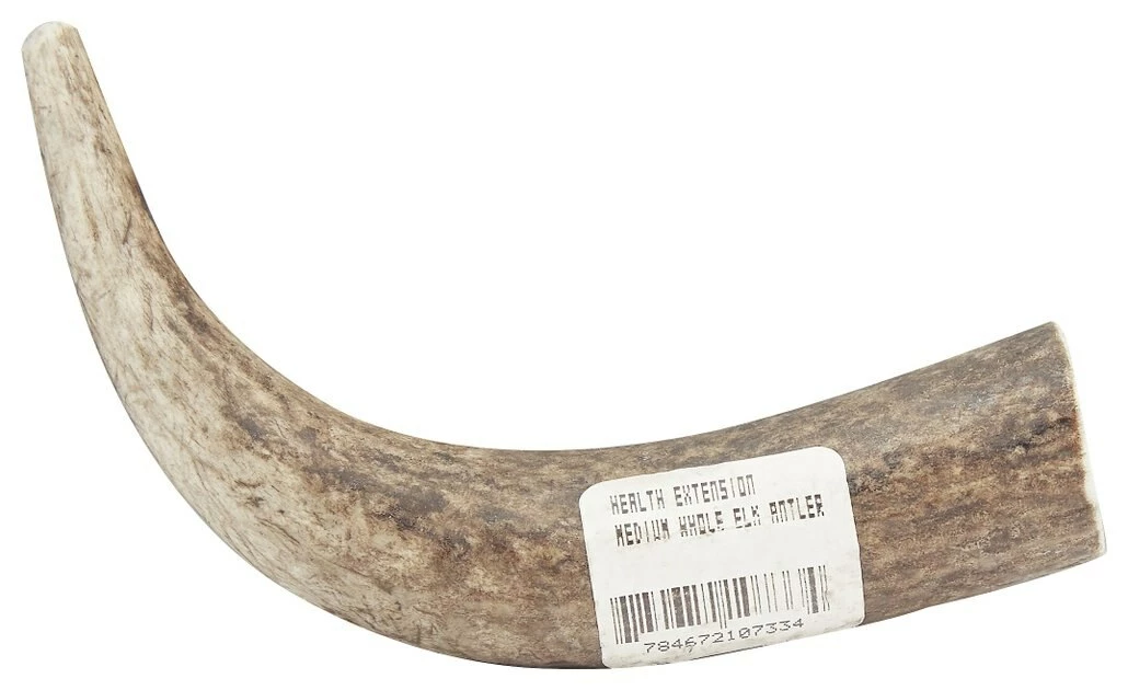 Hot Sale ⭐ Health Extension 4" Whole Elk Antler ⌛ 2 Hot Sale ⭐ Health Extension 4" Whole Elk Antler ⌛ - Image 2