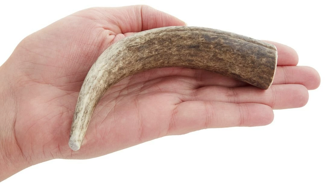 Hot Sale ⭐ Health Extension 4" Whole Elk Antler ⌛ 4 Hot Sale ⭐ Health Extension 4" Whole Elk Antler ⌛ - Image 4